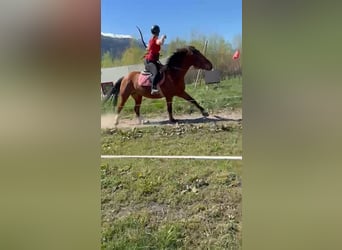 Freiberger, Mare, 10 years, 15,1 hh, Brown