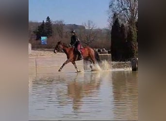 Freiberger, Mare, 10 years, 15,1 hh, Brown