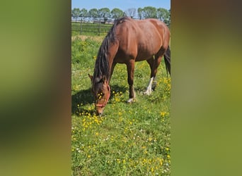 Freiberger, Mare, 10 years, 15,1 hh, Brown