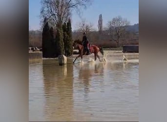 Freiberger, Mare, 10 years, 15,1 hh, Brown