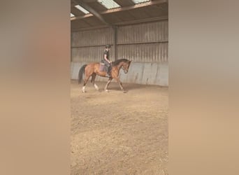 Freiberger, Mare, 10 years, 15,1 hh, Brown