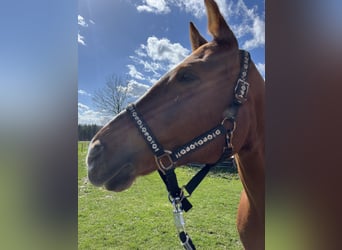 Freiberger, Mare, 10 years, 16,1 hh, Chestnut-Red