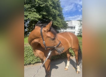 Freiberger, Mare, 10 years, Brown
