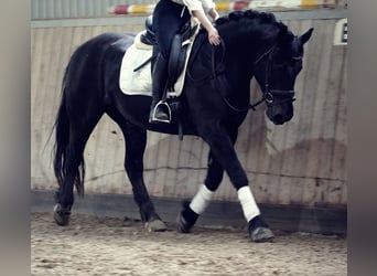 Freiberger, Mare, 11 years, 15.1 hh, Black