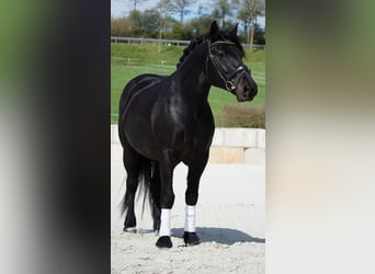Freiberger Mix, Mare, 11 years, 15.1 hh, Black