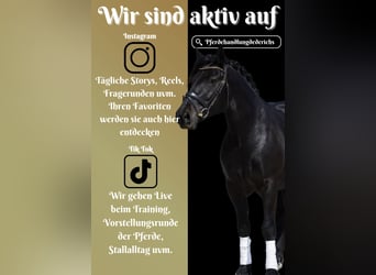 Freiberger, Mare, 11 years, 15.1 hh, Black