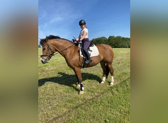 Freiberger, Mare, 11 years, 15.1 hh, Brown