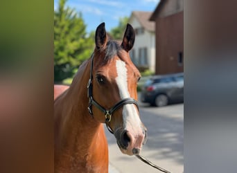 Freiberger, Mare, 11 years, 15,1 hh, Brown