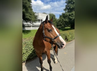 Freiberger, Mare, 11 years, 15,1 hh, Brown