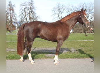 Freiberger, Mare, 11 years, 15.1 hh, Chestnut