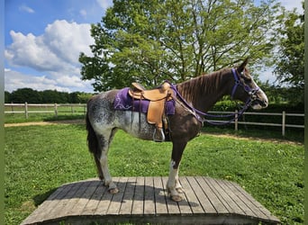 Freiberger, Mare, 11 years, 15.2 hh, Pinto