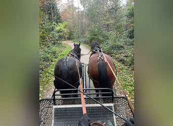 Freiberger, Mare, 11 years, 16 hh, Brown