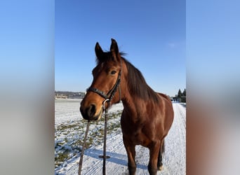 Freiberger, Mare, 11 years, 16 hh, Brown