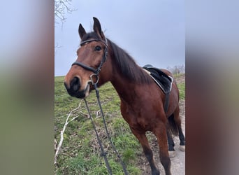 Freiberger, Mare, 11 years, 16 hh, Brown