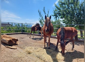 Freiberger, Mare, 11 years, Chestnut-Red