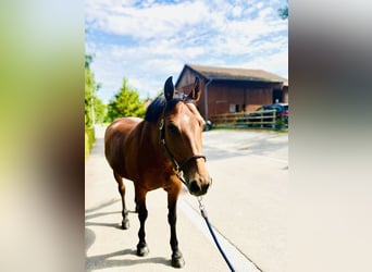 Freiberger, Mare, 12 years, 14,3 hh, Brown