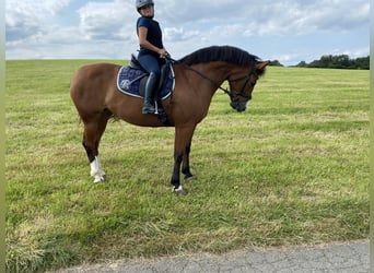 Freiberger, Mare, 12 years, 15,1 hh, Brown