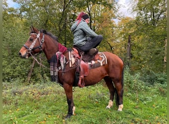 Freiberger, Mare, 12 years, 15.1 hh, Brown
