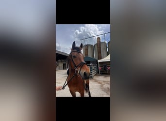 Freiberger, Mare, 12 years, 15,1 hh, Brown