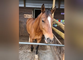 Freiberger, Stute, 13 Jahre, 15,2 hh, Brauner