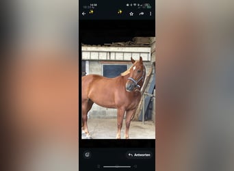 Freiberger, Mare, 13 years, 15.2 hh, Chestnut-Red