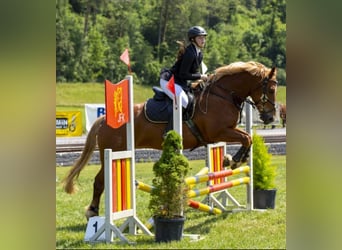Freiberger, Mare, 13 years, 15.2 hh, Chestnut-Red