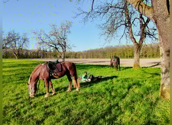 Freiberger, Mare, 13 years, 15.2 hh, Chestnut-Red