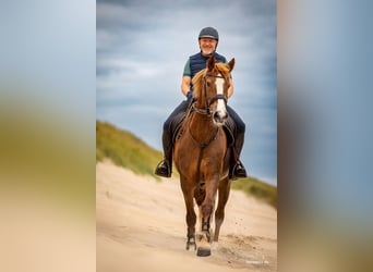 Freiberger, Mare, 13 years, 15,2 hh, Chestnut-Red