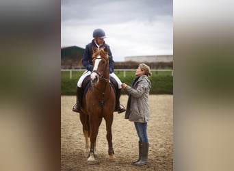 Freiberger, Mare, 13 years, 15,2 hh, Chestnut-Red