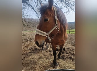 Freiberger, Mare, 13 years, Brown