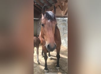 Freiberger, Mare, 14 years, 14,2 hh
