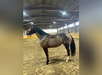 Freiberger, Mare, 14 years, 15.2 hh, Brown