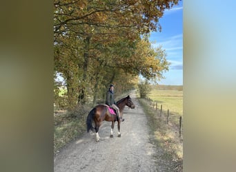 Freiberger, Mare, 14 years, 15 hh, Brown