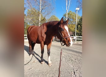 Freiberger, Mare, 14 years, Brown