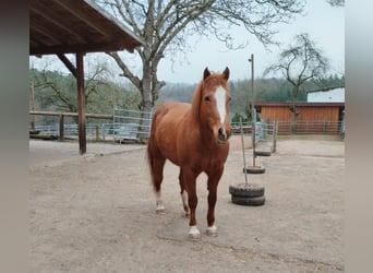 Freiberger, Mare, 15 years, 15.1 hh, Chestnut-Red