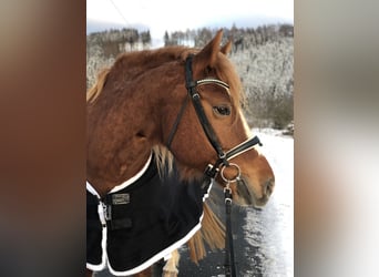 Freiberger, Mare, 15 years, 15.2 hh, Chestnut-Red