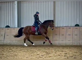 Freiberger, Mare, 15 years, 15,1 hh, Brown