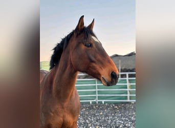 Freiberger, Mare, 15 years, 15,3 hh, Bay-Dark
