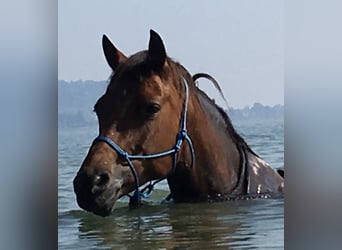 Freiberger, Mare, 16 years, 15.2 hh, Brown