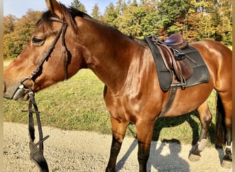Freiberger, Mare, 16 years, 15.2 hh, Brown