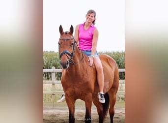 Freiberger, Mare, 16 years, 15.2 hh, Brown