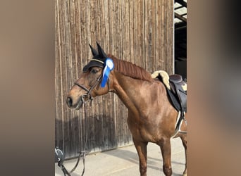 Freiberger Mix, Mare, 16 years, 15.2 hh, Chestnut