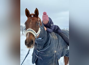 Freiberger Mix, Mare, 16 years, 15.2 hh, Chestnut