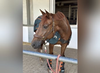 Freiberger Mix, Mare, 16 years, 15.2 hh, Chestnut