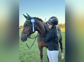 Freiberger Mix, Mare, 16 years, 15,2 hh, Chestnut