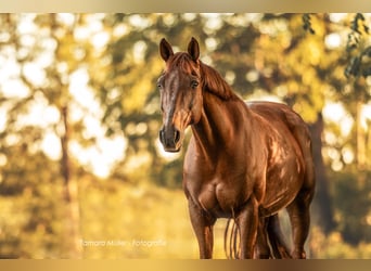 Freiberger Mix, Mare, 16 years, 15,2 hh, Chestnut