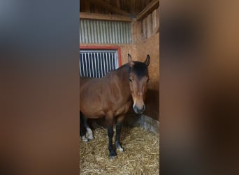 Freiberger, Mare, 17 years, 15,1 hh, Brown