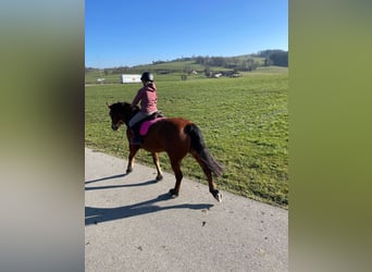 Freiberger, Mare, 17 years, 15,1 hh, Brown