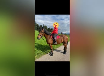 Freiberger, Mare, 17 years, 17 hh, Bay-Dark