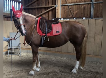 Freiberger, Mare, 18 years, 15,2 hh, Chestnut-Red